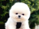 Safkan Teddy Face Pomeranian Yavruları