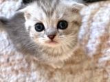 Silver Tabby Scottish Fold Oğlumuz Çok Oyuncu
