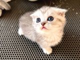 Silver Tabby Scottish Fold Oğlumuz Çok Oyuncu