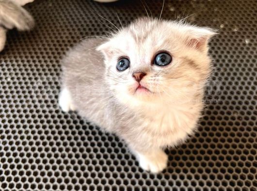 Silver Tabby Scottish Fold Oğlumuz Çok Oyuncu