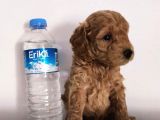 370 Gram Gerçek Toy Poodlee Bebekler