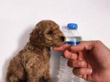 370 Gram Gerçek Toy Poodlee Bebekler