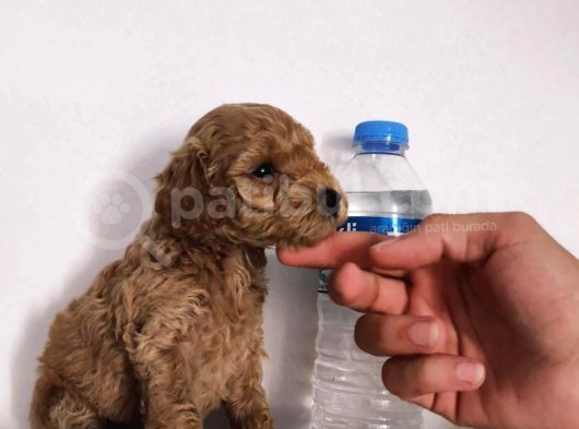 370 Gram Gerçek Toy Poodlee Bebekler görsel