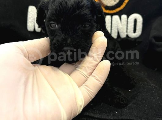 Siyah Inci  Siyah Sevenler Poodle Yavrularimiz görsel