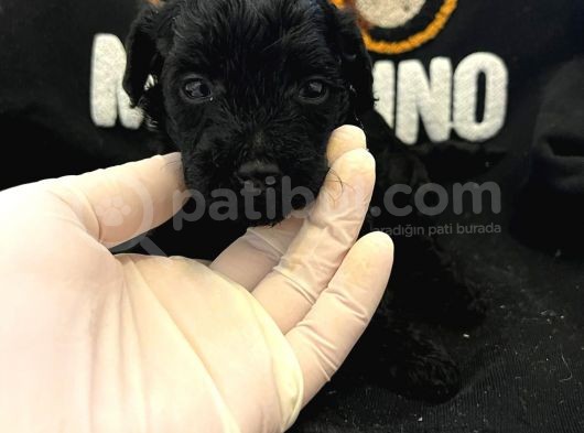 Siyah Inci  Siyah Sevenler Poodle Yavrularimiz görsel