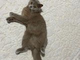Halkalı'da Kayıp Kedi