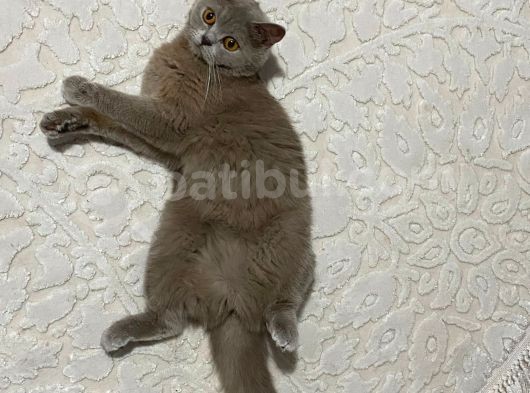Halkalı'Da Kayıp Kedi