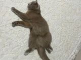 Halkalı'Da Kayıp Kedi