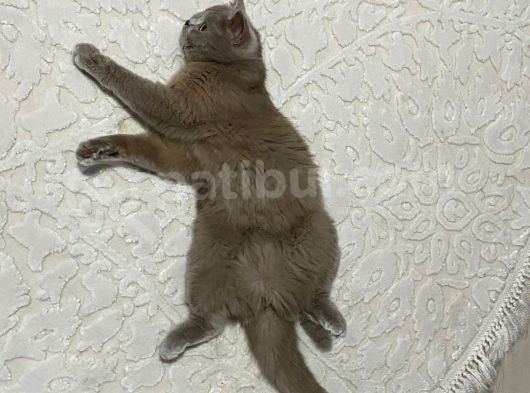 Halkalı'Da Kayıp Kedi görsel