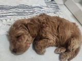 370 Gram Gerçek Toy Poodlee Bebekler