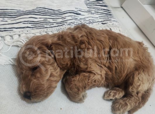 370 Gram Gerçek Toy Poodlee Bebekler görsel