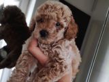 370 Gram Gerçek Toy Poodlee Bebekler