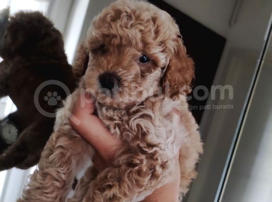370 Gram Gerçek Toy Poodlee Bebekler görsel