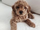 370 Gram Gerçek Toy Poodlee Bebekler