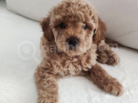 370 Gram Gerçek Toy Poodlee Bebekler