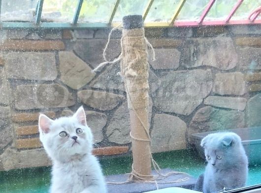 Scottish Ve Britishh Sevimli Yavrularım !