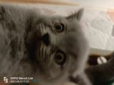 Scottish Fold Irkı Yavrularımız 2 Aylık Saf Kan