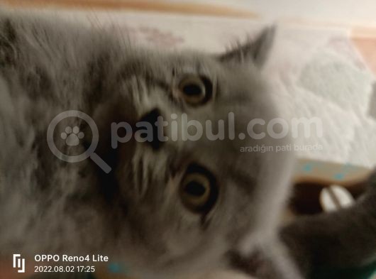 Scottish Fold Irkı Yavrularımız 2 Aylık Saf Kan görsel
