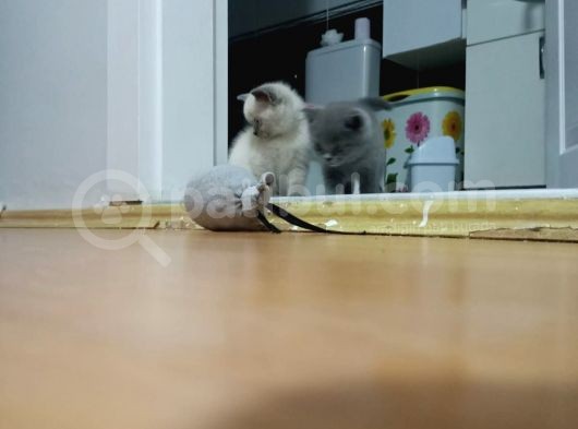 Scottish Fold Irkı Yavrularımız 2 Aylık Saf Kan görsel