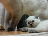 Scottish Fold Irkı Yavrularımız 2 Aylık Saf Kan