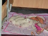 Mi̇ni̇k Yavrularimiz Yeni̇ Yuvalarini Ariyor