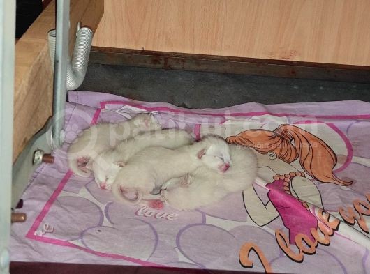 Mi̇ni̇k Yavrularimiz Yeni̇ Yuvalarini Ariyor