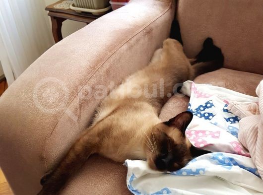 Mi̇ni̇k Yavrularimiz Yeni̇ Yuvalarini Ariyor görsel