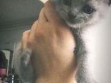 2 Aylık Orjinal Erkek British Shorthair