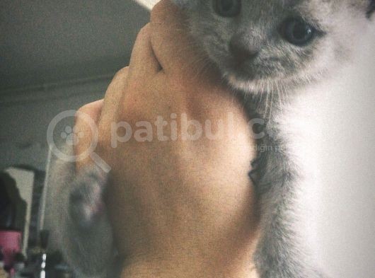 2 Aylık Orjinal Erkek British Shorthair görsel