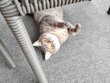 9 Aylık  British Shorthair