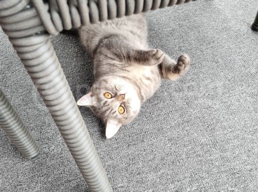 9 Aylık  British Shorthair