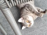 9 Aylık  British Shorthair