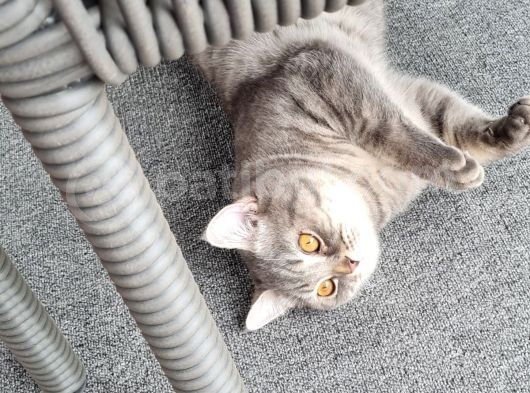 9 Aylık  British Shorthair görsel