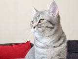 9 Aylık  British Shorthair