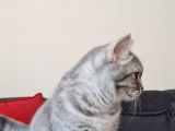 9 Aylık  British Shorthair