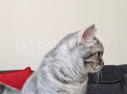 9 Aylık  British Shorthair görsel