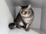 9 Aylık  British Shorthair