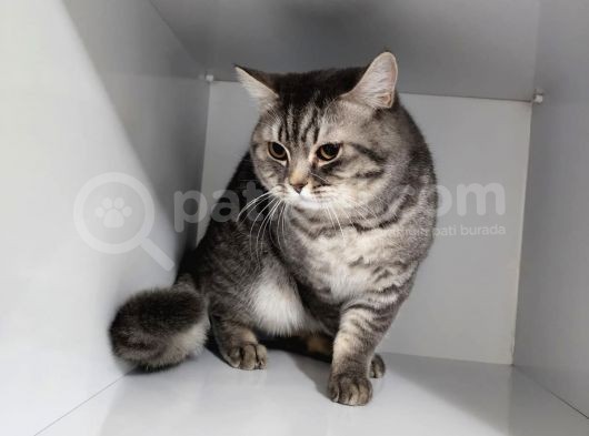 9 Aylık  British Shorthair görsel