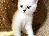 Bri̇ti̇sh Shorthai̇r Erkek Yavru Mama Ve Tuvalet Eği̇ti̇mli̇