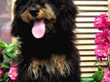 Safkan Phantom Poodle