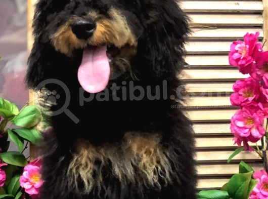 Safkan Phantom Poodle görsel