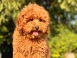 Safkan Red Toy Poodle Bebekler