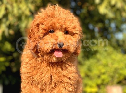Safkan Red Toy Poodle Bebekler