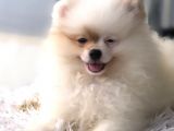 Kaliteli Kürklü Beyaz Pomeranian Yavrular