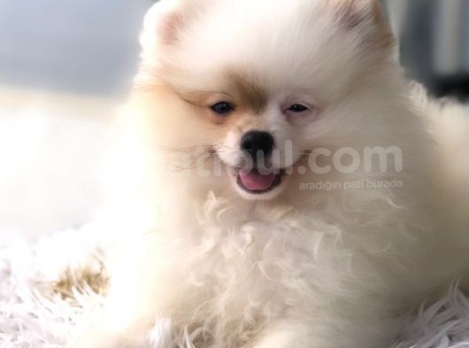 Kaliteli Kürklü Beyaz Pomeranian Yavrular görsel