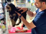Safkan Phantom Poodle
