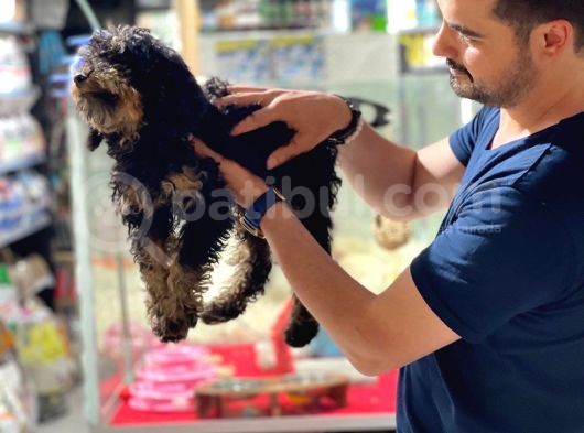 Safkan Phantom Poodle görsel
