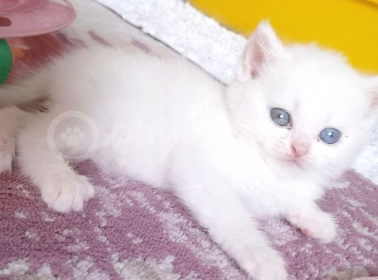 Boncuklar Sizleri Bekliyor görsel