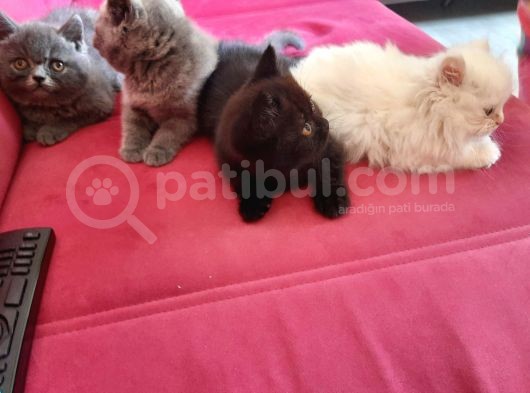 4 Adet Yavrumuz Rezerveye Acilmistir görsel