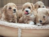 Vecihi Mini Maltipoo Bebekler